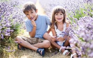 Câu chuyện tình yêu cảm động của loài hoa thủy chung Lavender