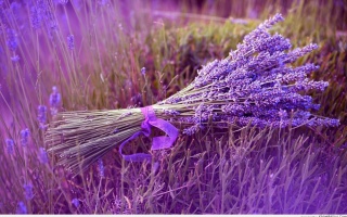 Bạn có biết Ý nghĩa của hoa oải hương – lavender ?