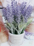 Chậu Hoa Lavender 0