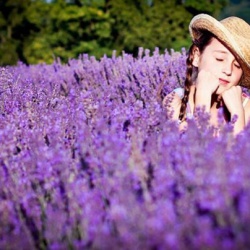 Hoa Oải hương,Lavender khô - trào lưu mới của giới trẻ