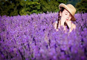 Hoa Oải hương,Lavender khô - trào lưu mới của giới trẻ