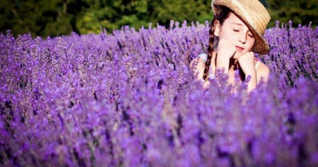 Hoa Oải hương,Lavender khô - trào lưu mới của giới trẻ