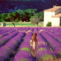 Mùa hoa lavender nở và công dụng bất ngờ của lavender