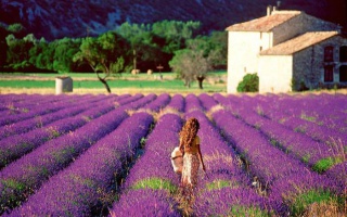 Mùa hoa lavender nở và công dụng bất ngờ của lavender