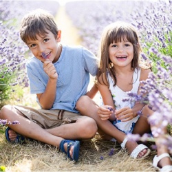 Câu chuyện tình yêu cảm động của loài hoa thủy chung Lavender