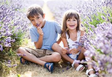 Câu chuyện tình yêu cảm động của loài hoa thủy chung Lavender