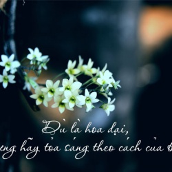 Status hay về hoa và tình yêu cho bạn tự tin thả thính dính ngàn like