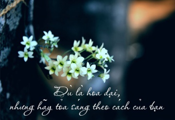 Status hay về hoa và tình yêu cho bạn tự tin thả thính dính ngàn like