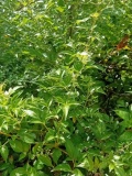 Chè Dây Rừng  2