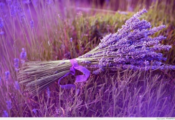 Bạn có biết Ý nghĩa của hoa oải hương – lavender ?