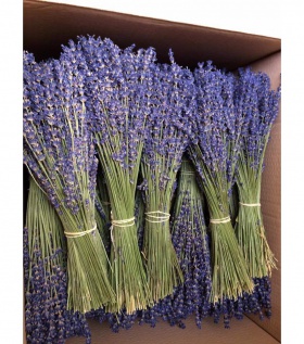 Bó Lavender nguyên bản