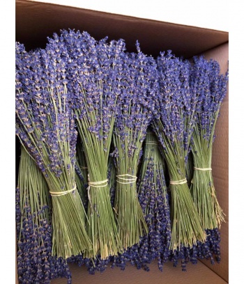 Bó Lavender nguyên bản