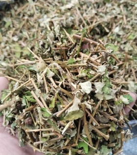 Cà gai leo - Dược liệu vàng