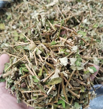 Cà gai leo - Dược liệu vàng