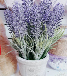 Chậu Hoa Lavender