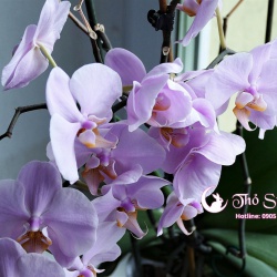 Hoa lan biểu tượng cho sự sang trọng