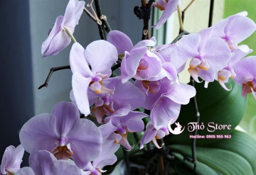 Hoa lan biểu tượng cho sự sang trọng