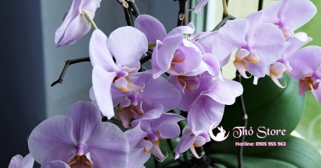Hoa lan biểu tượng cho sự sang trọng