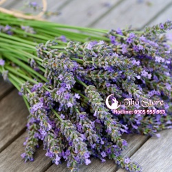 Lavender - Món quà hàn gắn mọi tổn thương