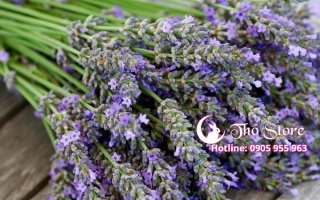 Lavender - Món quà hàn gắn mọi tổn thương