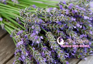Lavender - Món quà hàn gắn mọi tổn thương