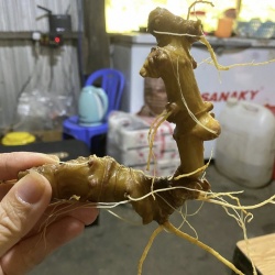 Mua Sâm Ngọc Linh Quảng Nam 