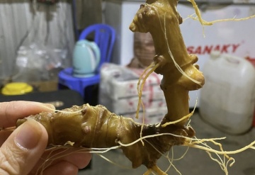 Mua Sâm Ngọc Linh Quảng Nam 