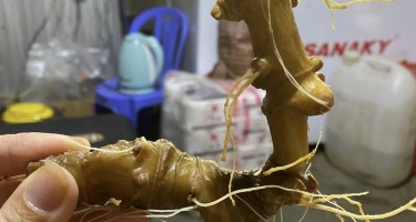 Mua Sâm Ngọc Linh Quảng Nam 