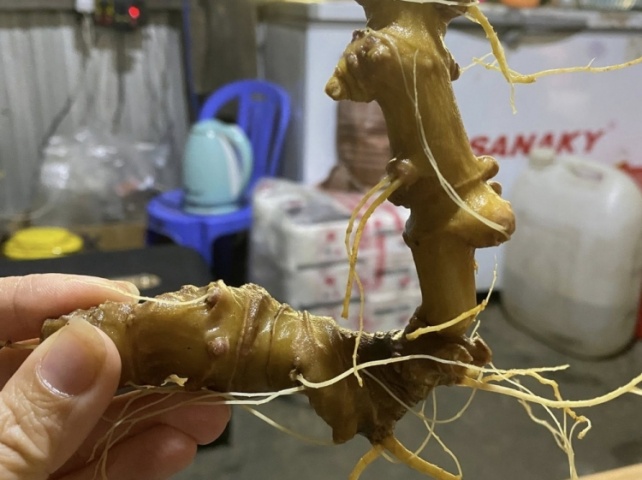 Mua Sâm Ngọc Linh Quảng Nam 