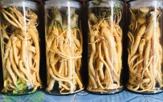 Ngâm rượu Đinh Lăng tại nhà đơn giản và đúng chuẩn