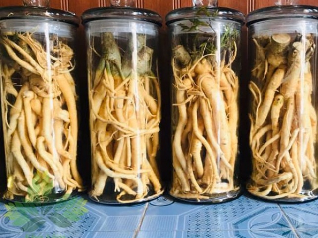 Ngâm rượu Đinh Lăng tại nhà đơn giản và đúng chuẩn