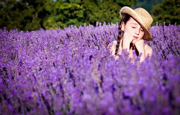 em yeu hoa lavender kho phap
