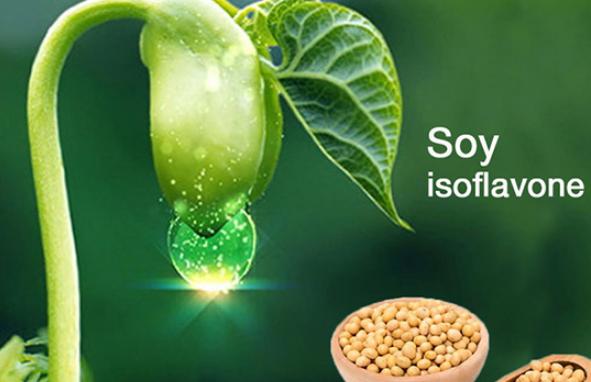 tinh chat isoflavone