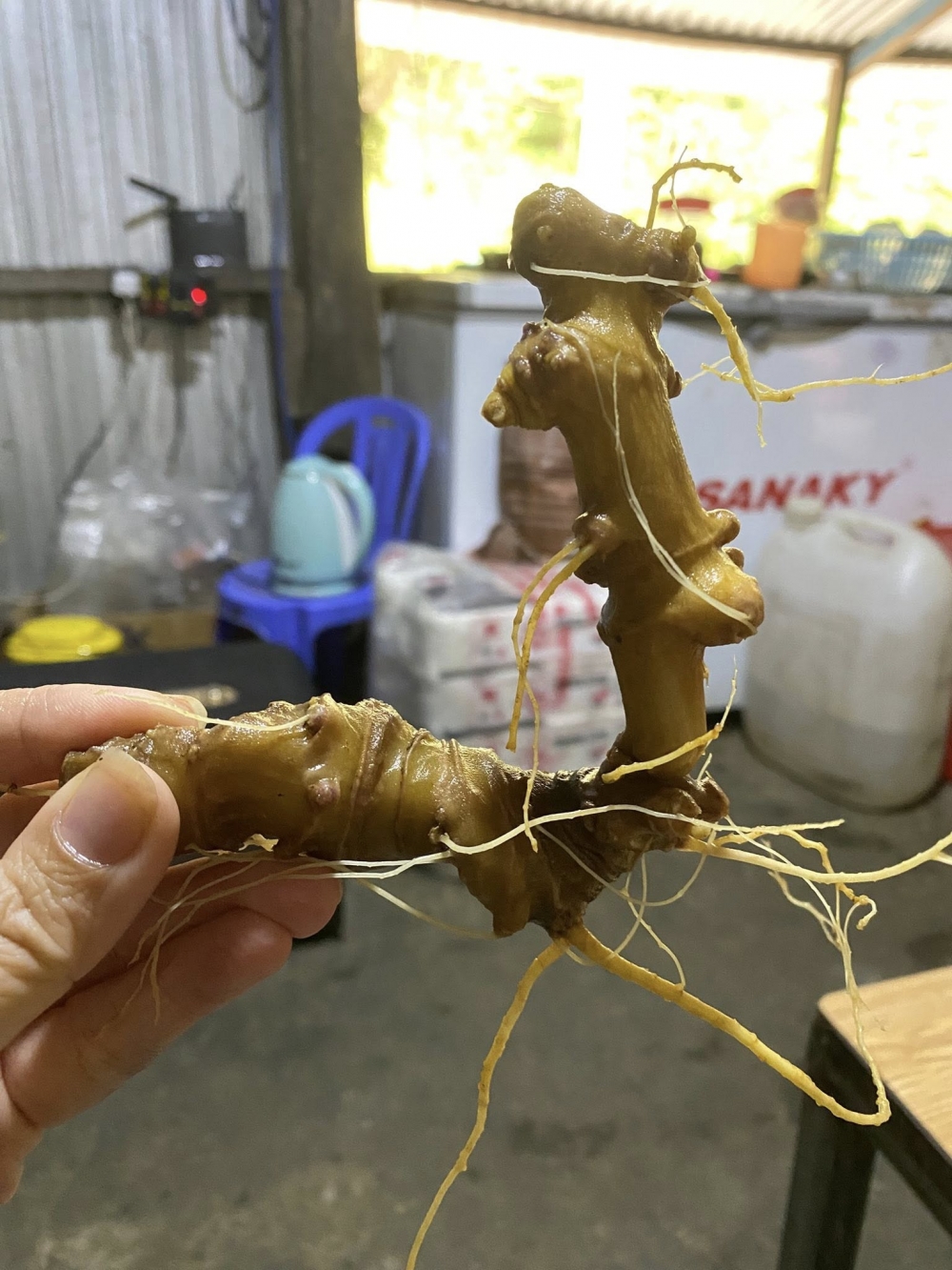 Mua sâm ngọc linh rừng quảng nam