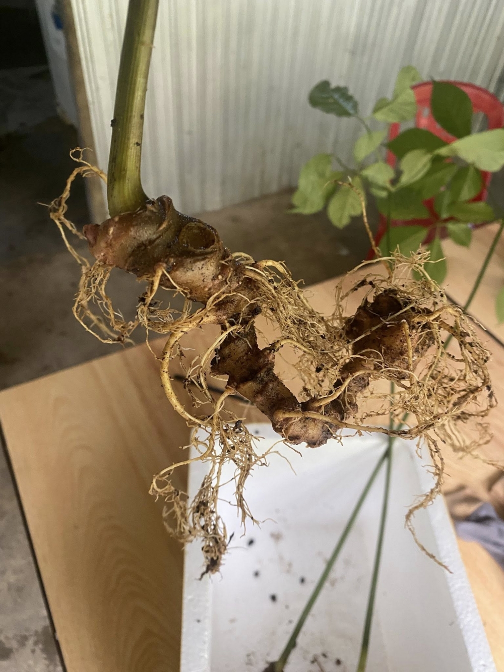 sâm ngọc linh quảng nam