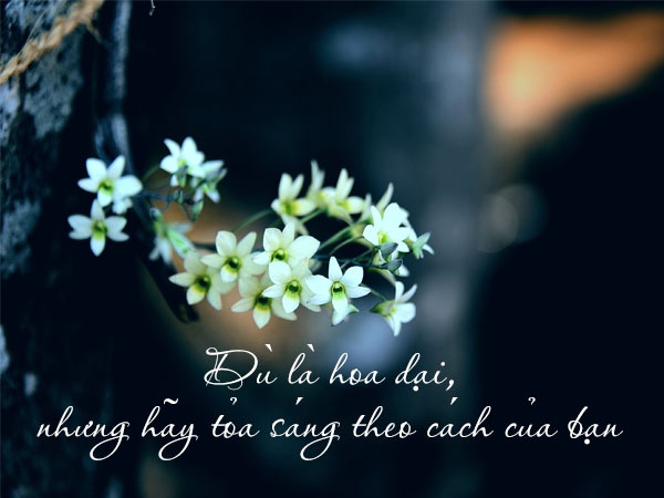 status ve hoa hay